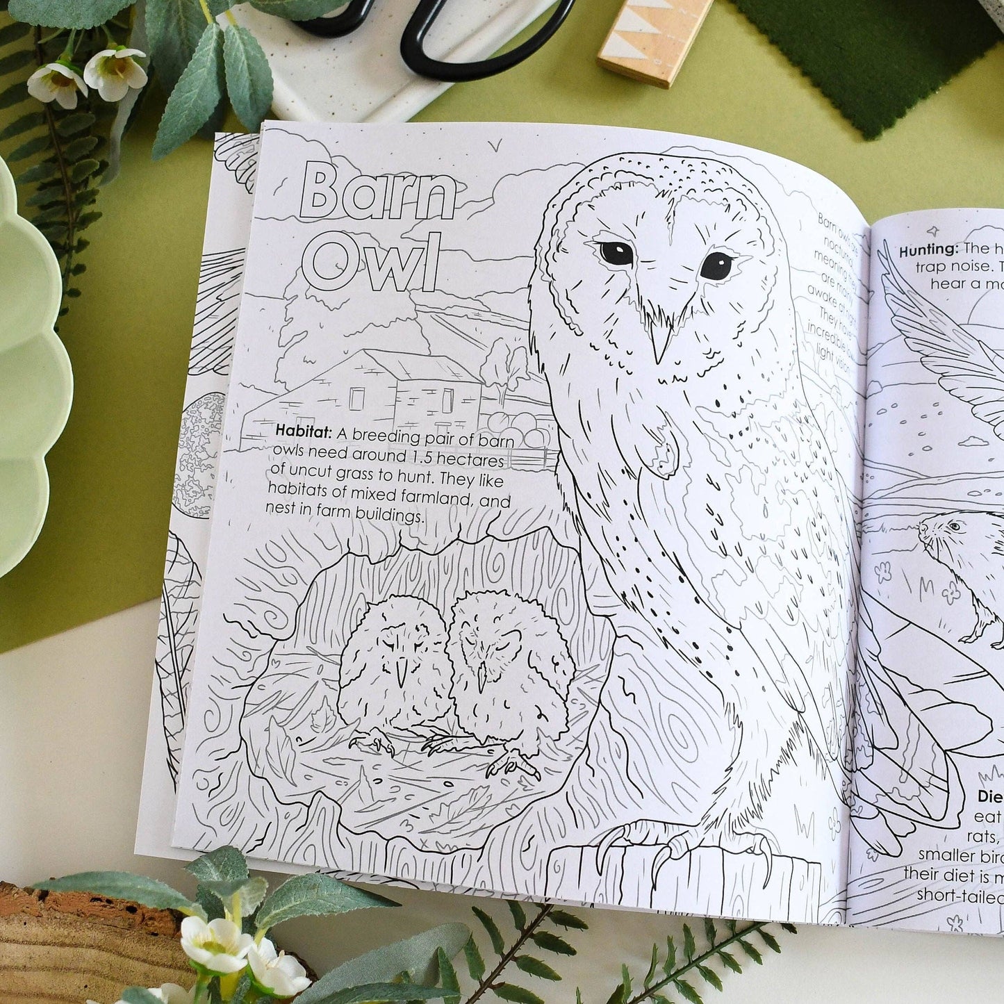 British Bird of Prey Educational Colouring Book