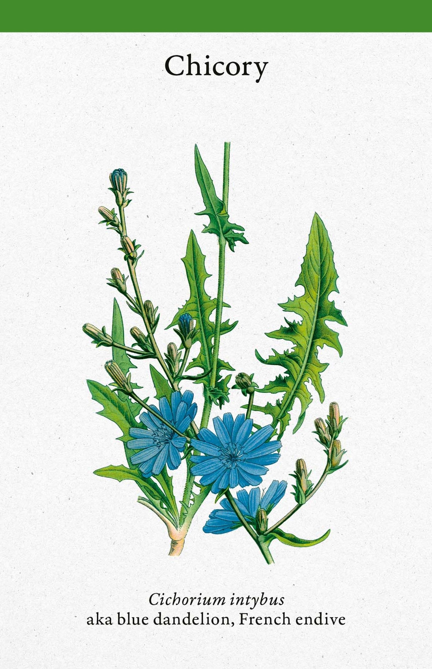 A Cabinet Full of Medicinal Plants Card Deck
