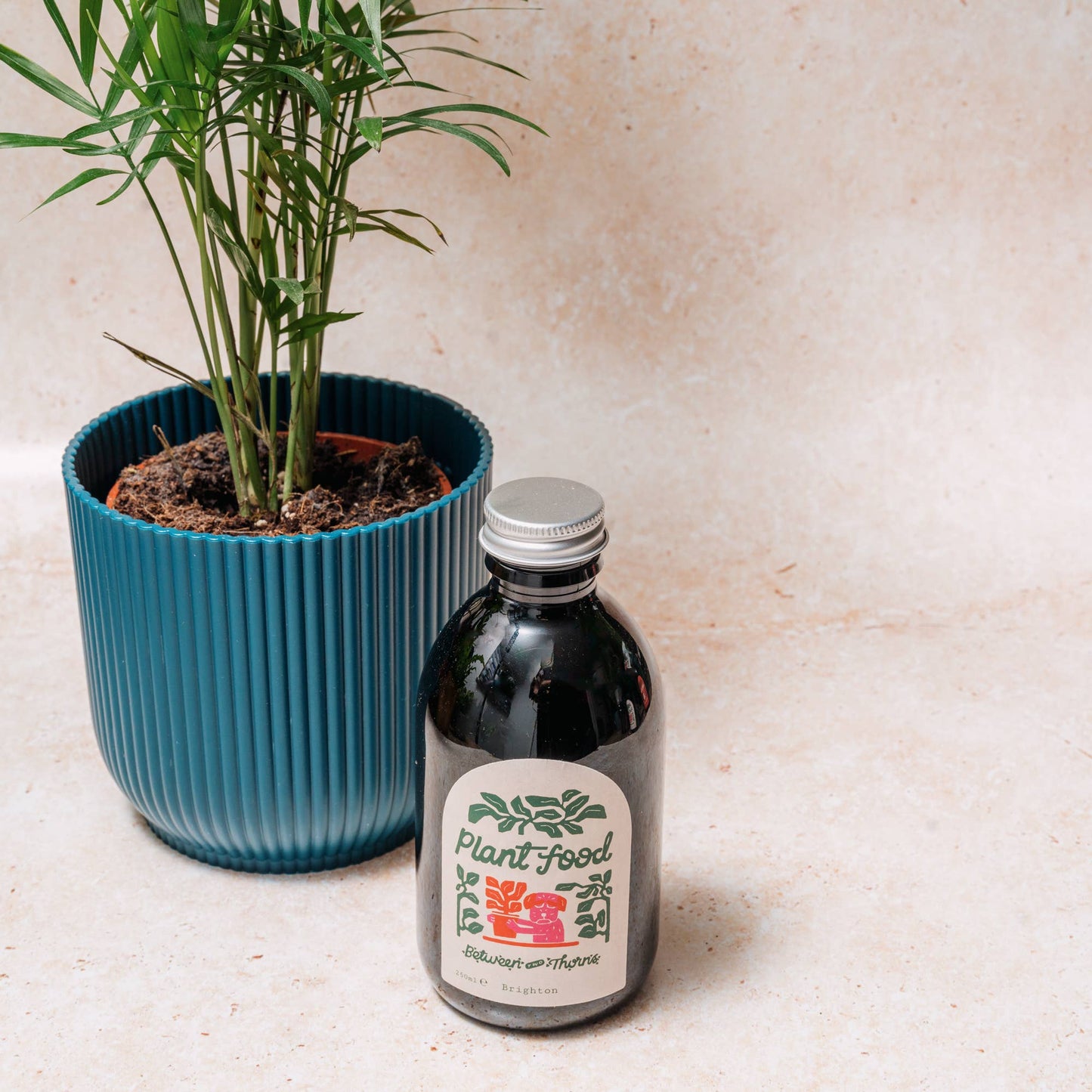 Seaweed Plant Feed