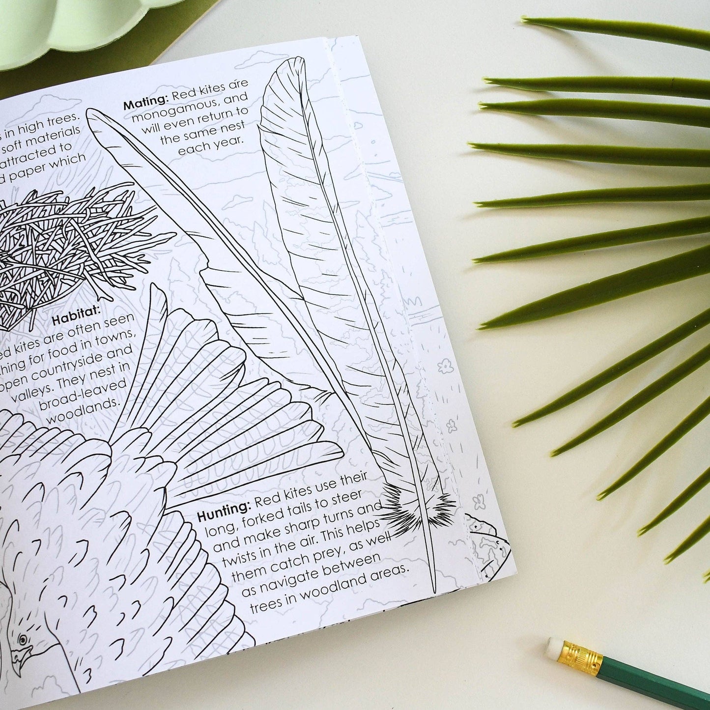 British Bird of Prey Educational Colouring Book