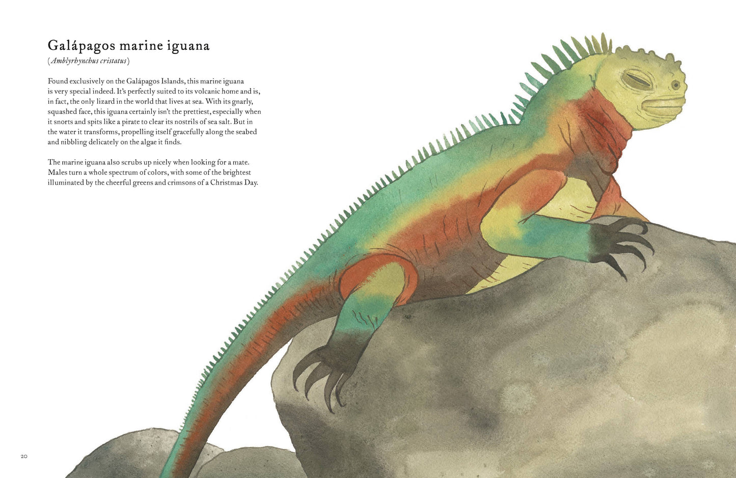 The Colorful World of Reptiles (Hardback)