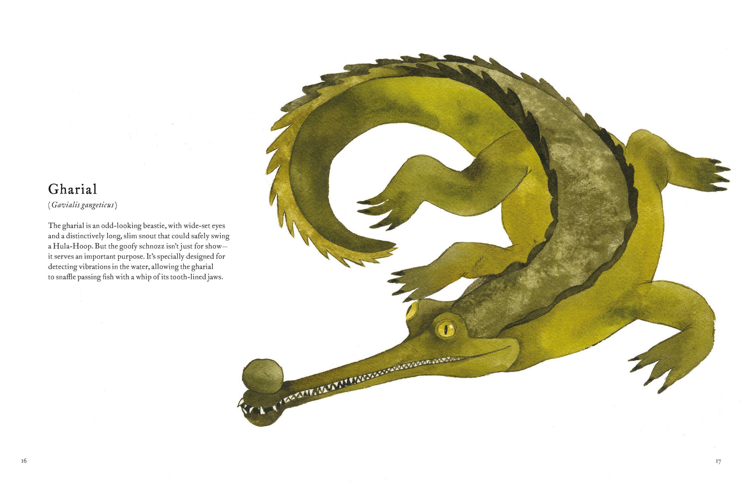 The Colorful World of Reptiles (Hardback)