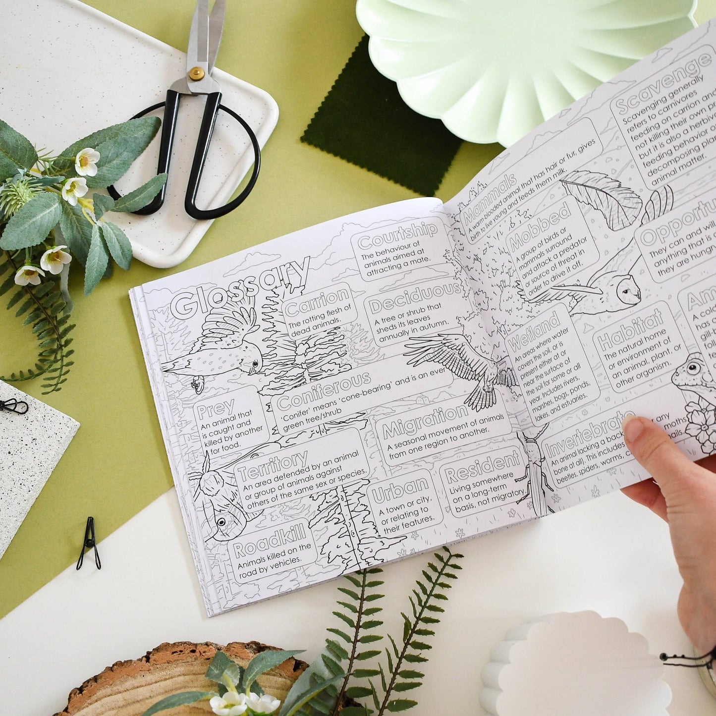 British Bird of Prey Educational Colouring Book