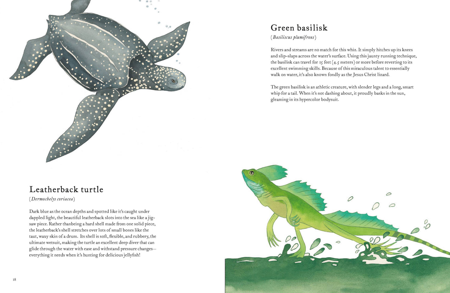 The Colorful World of Reptiles (Hardback)