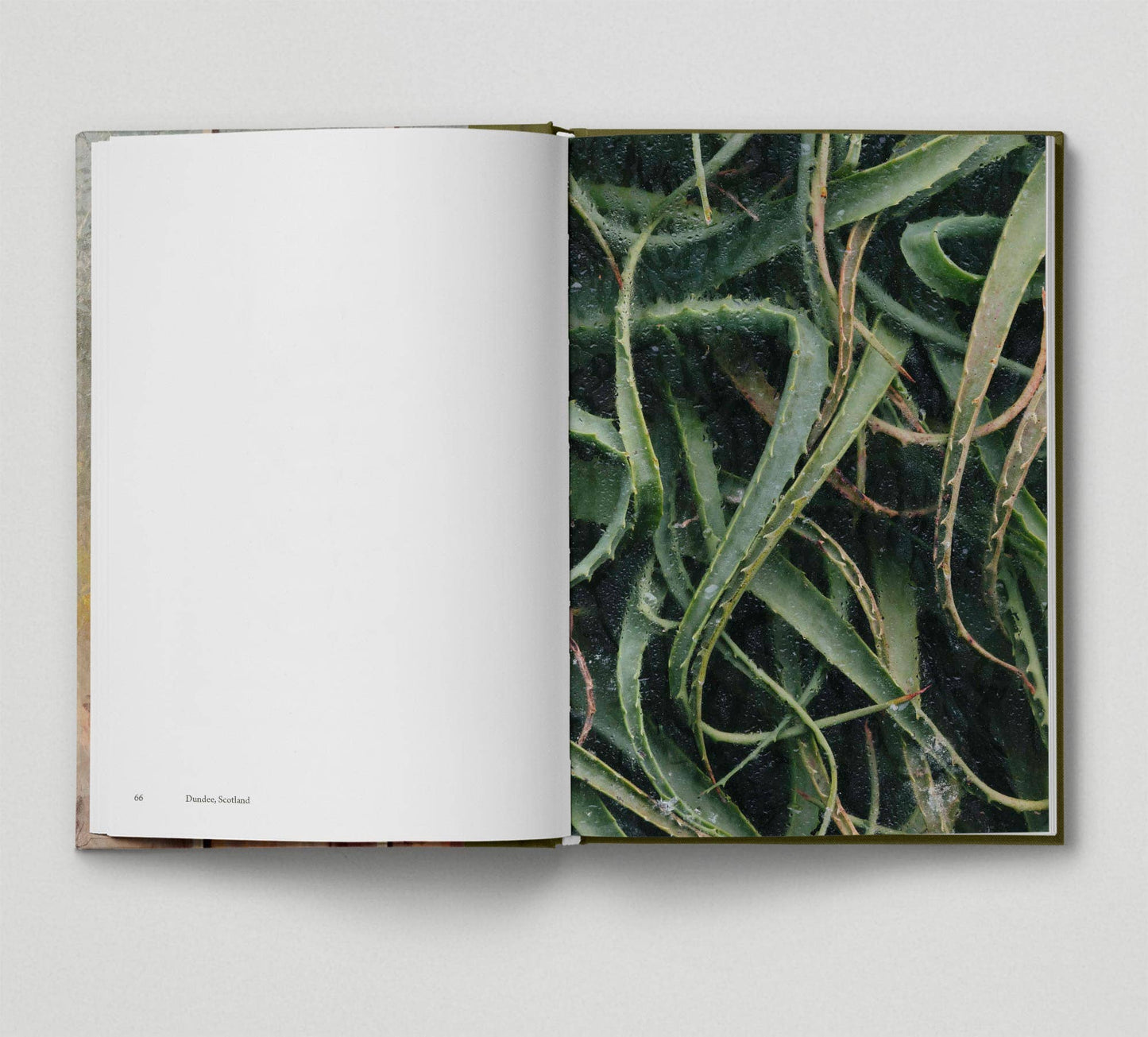 Botanical