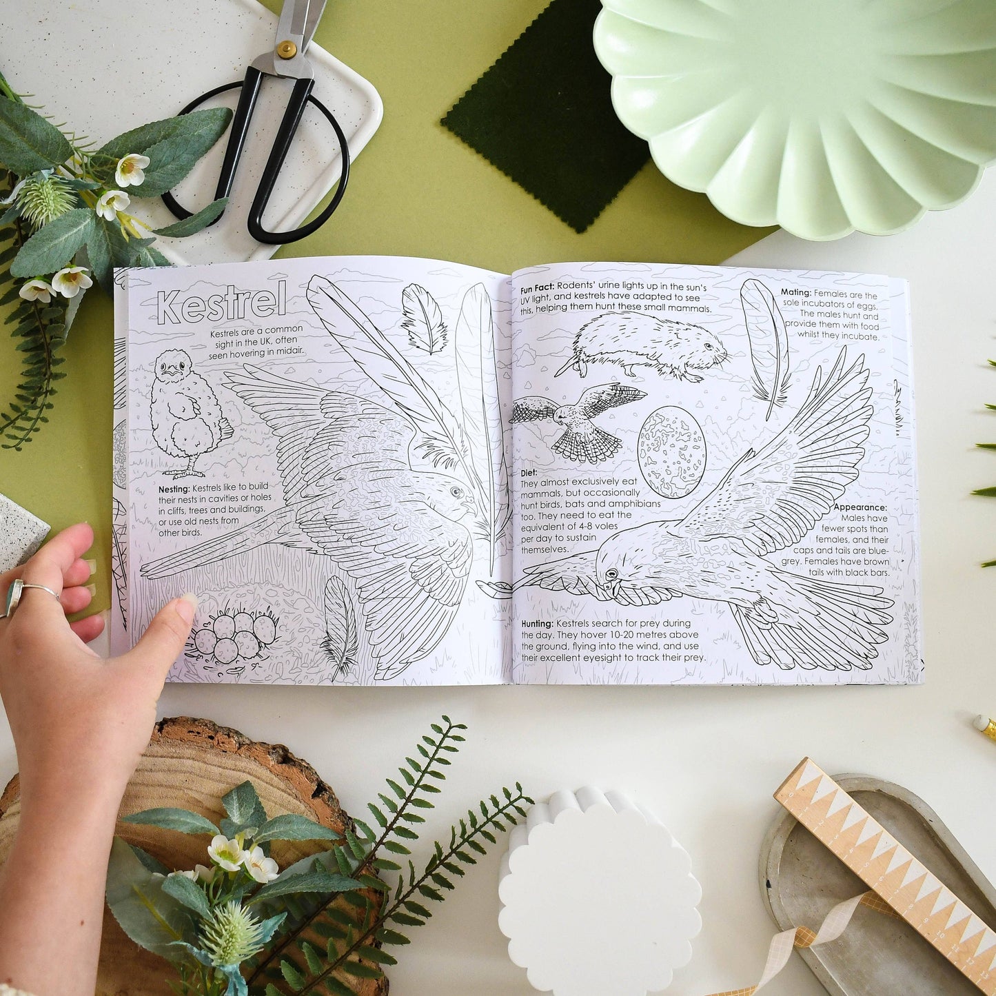 British Bird of Prey Educational Colouring Book