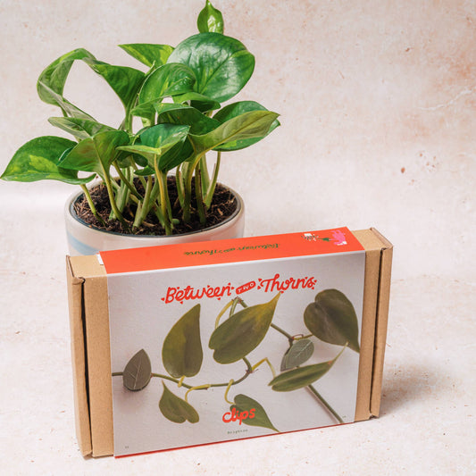 Plant Clips