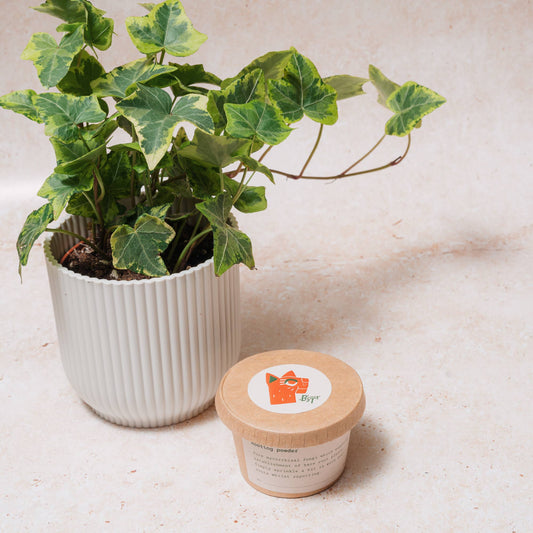 Rooting Powder