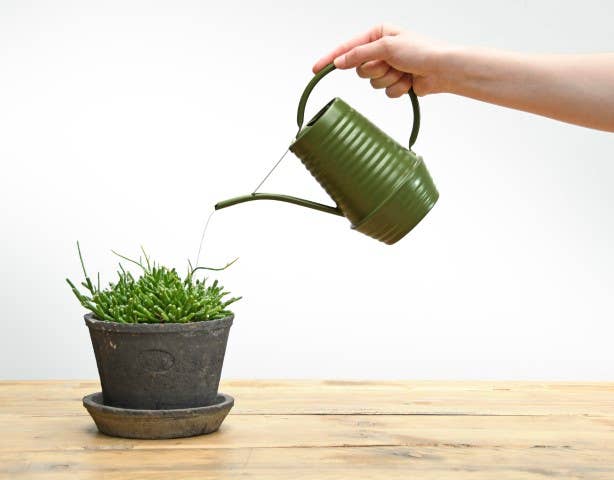 Green Indoor Watering Can
