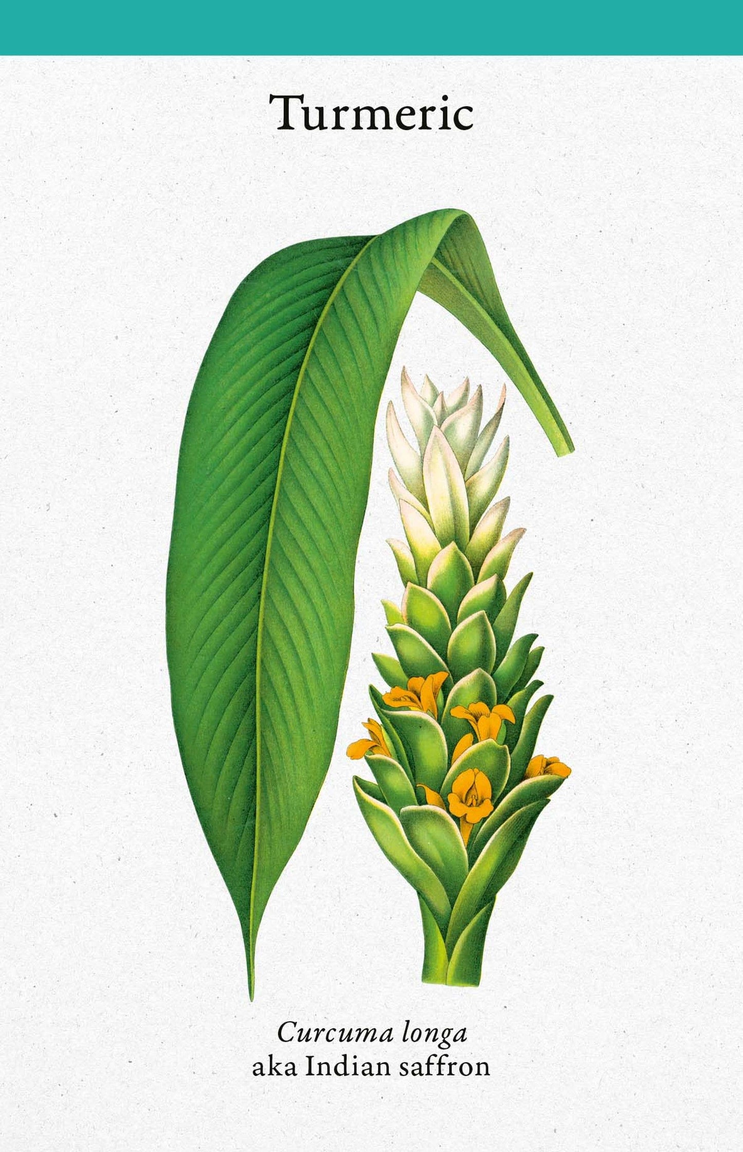 A Cabinet Full of Medicinal Plants Card Deck