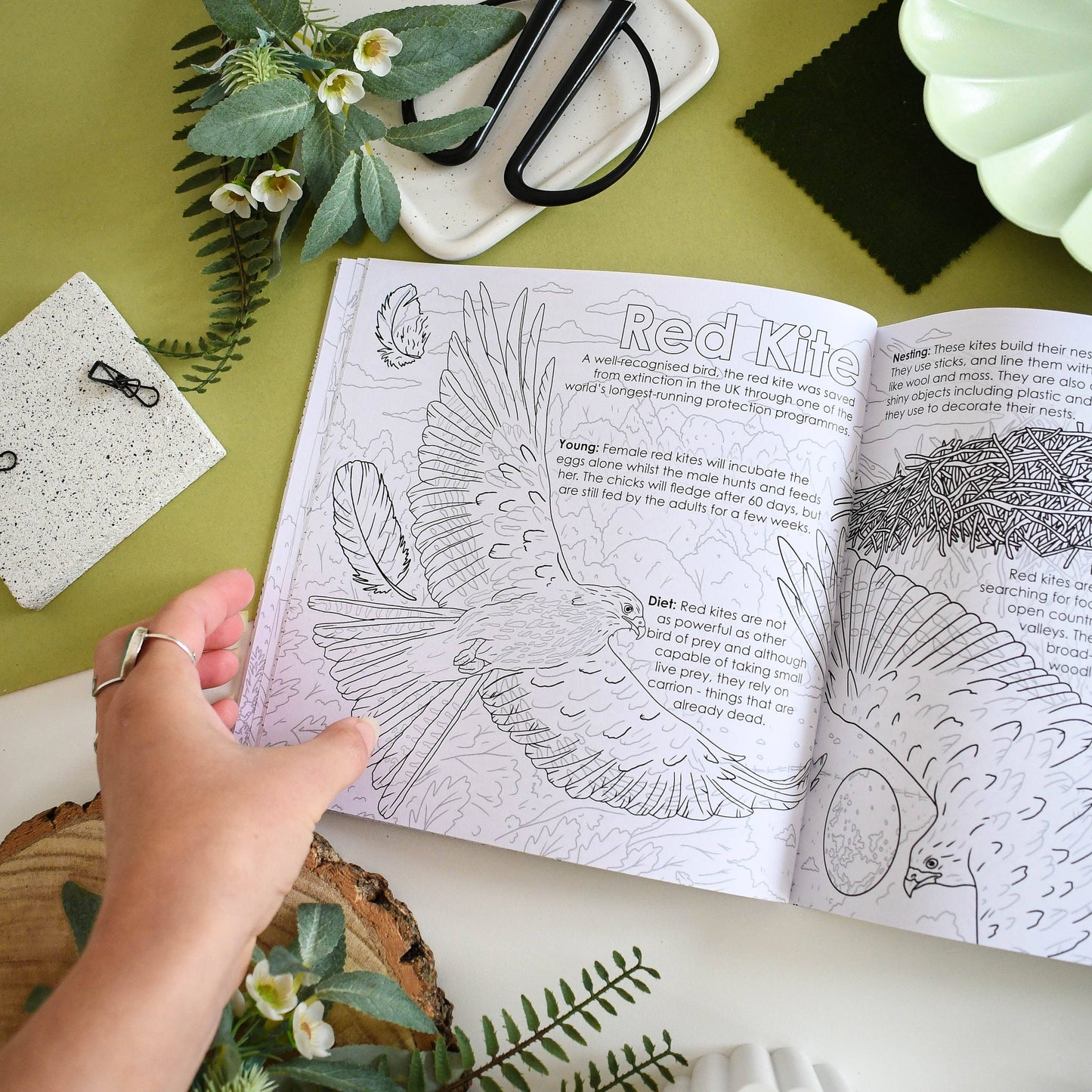 British Bird of Prey Educational Colouring Book