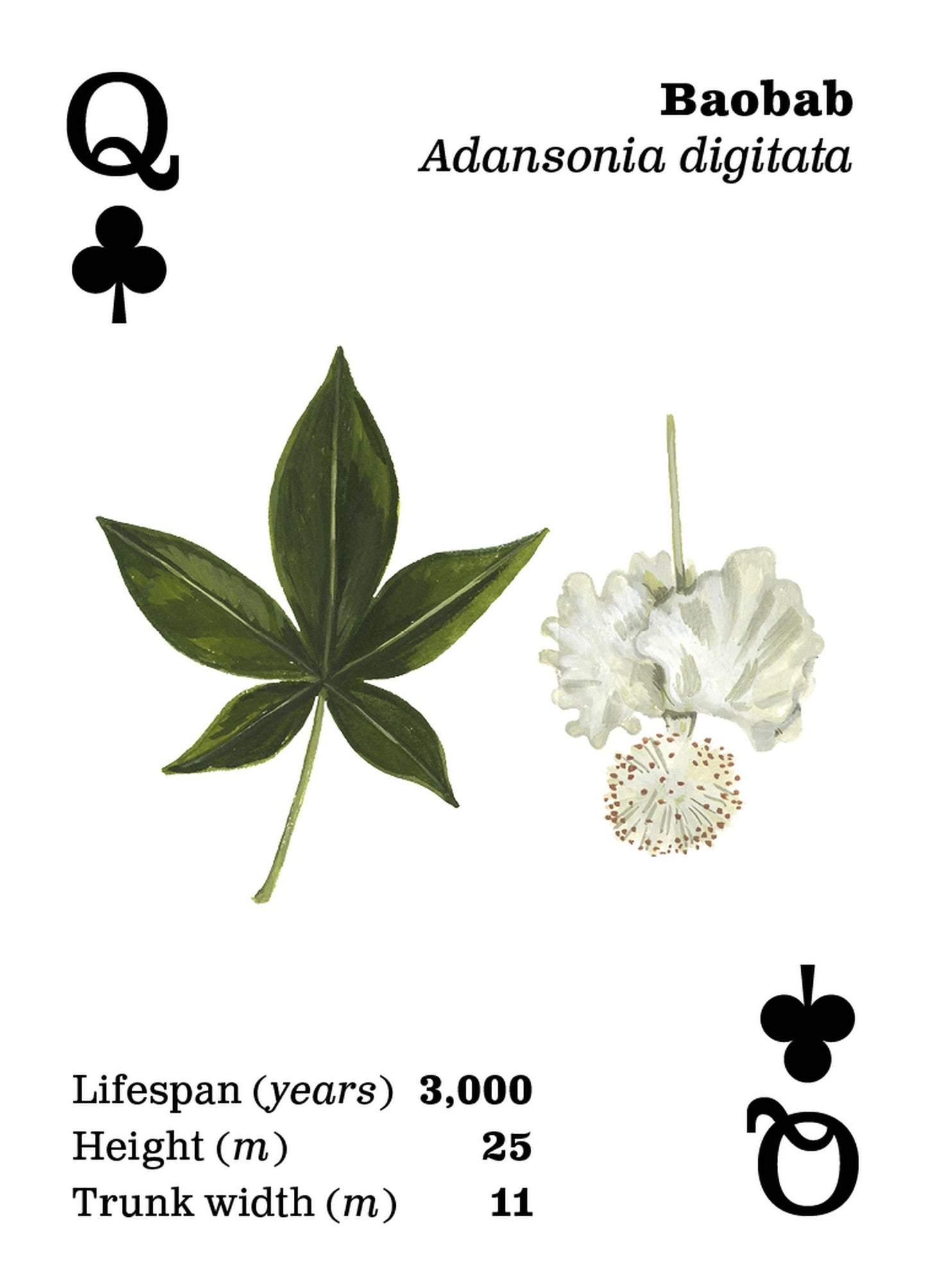 Top Trees Playing Cards