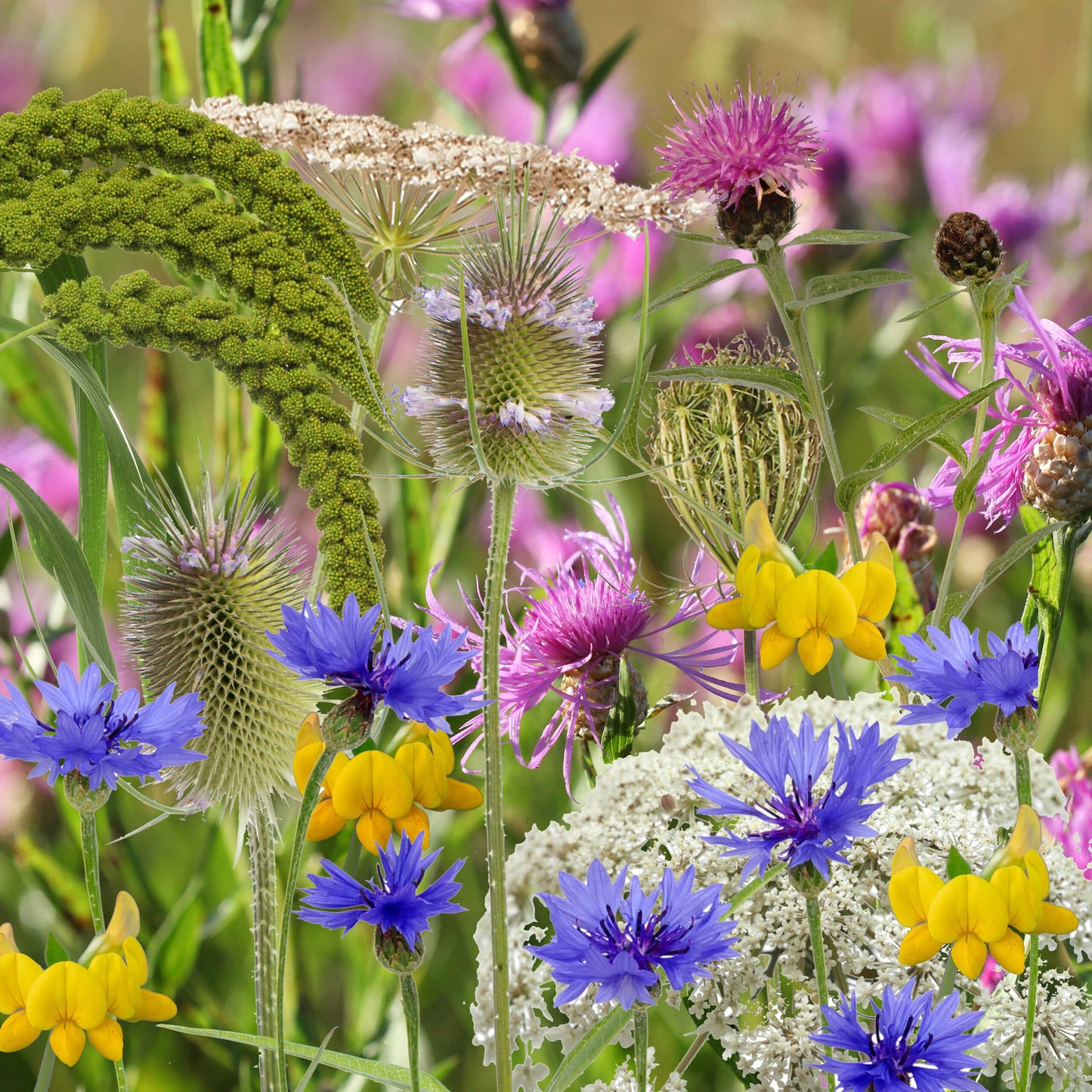Wildflower Seedpop: Bird Friendly