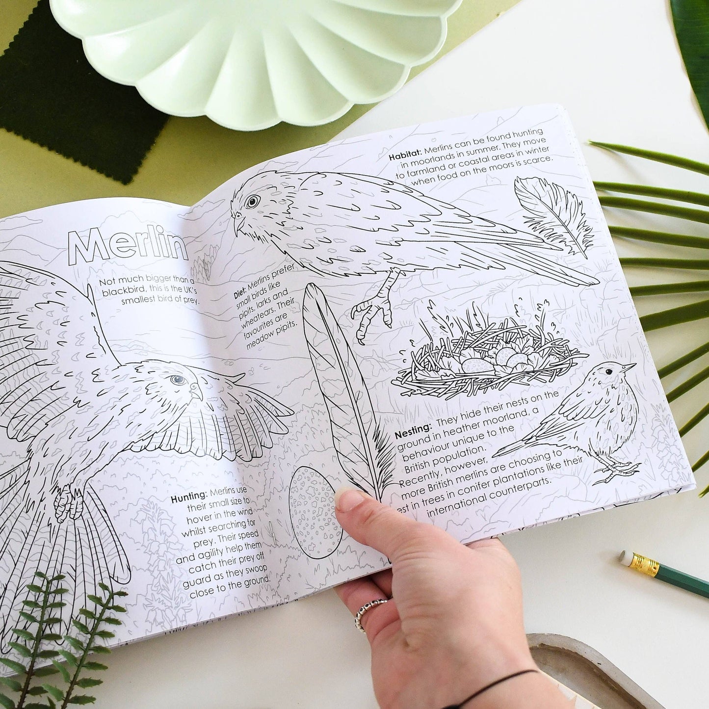British Bird of Prey Educational Colouring Book