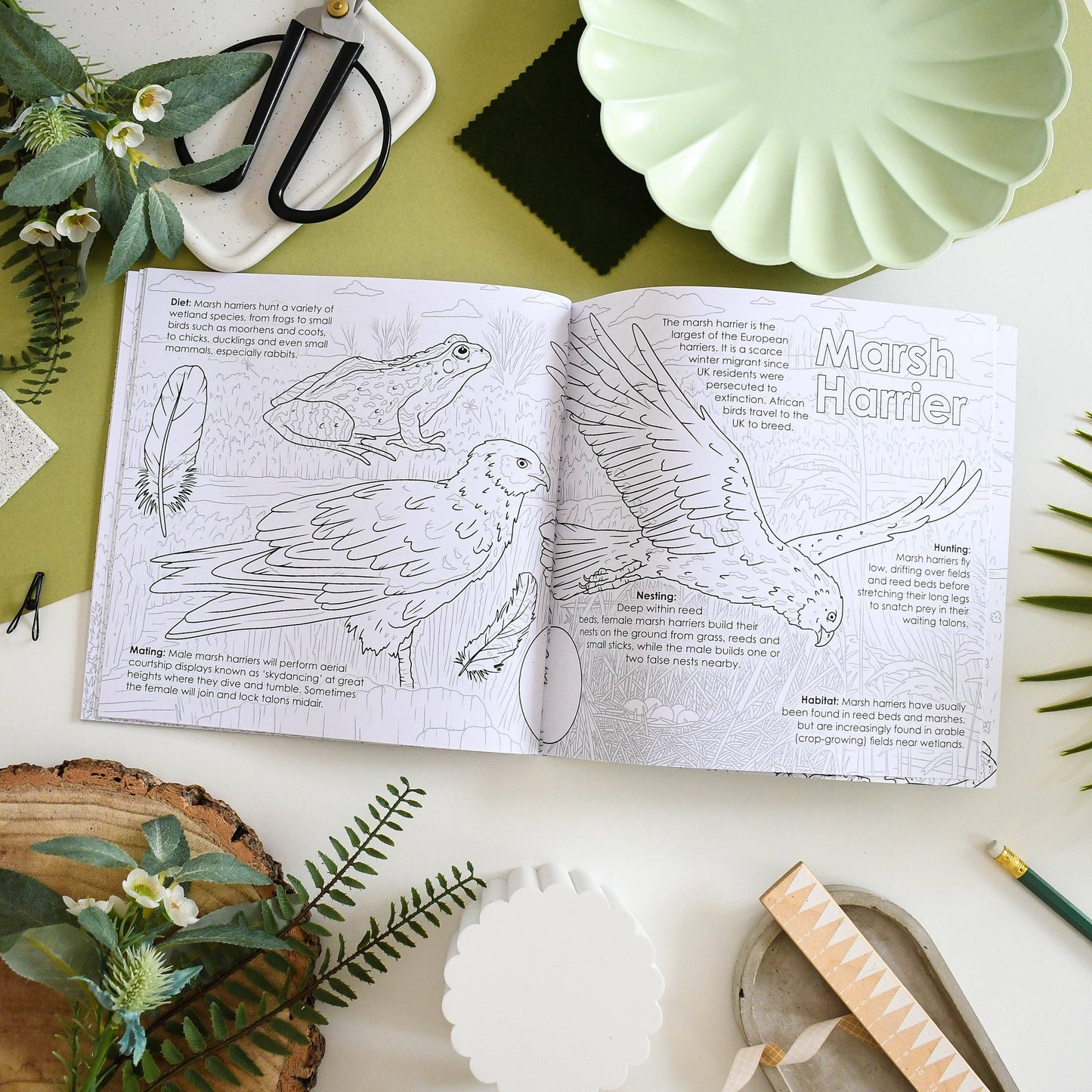 British Bird of Prey Educational Colouring Book