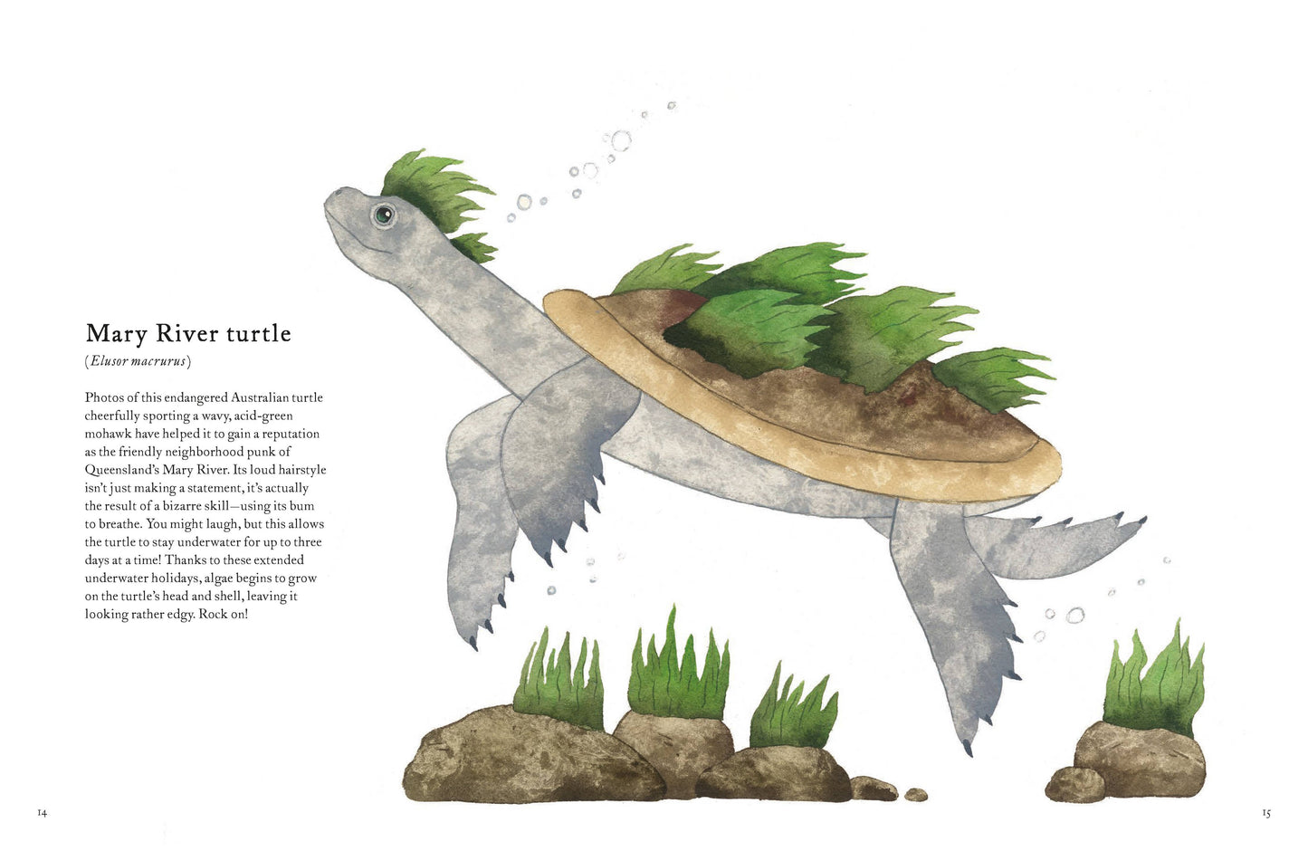 The Colorful World of Reptiles (Hardback)
